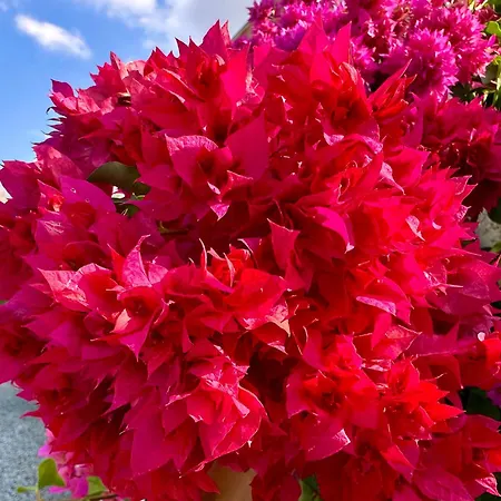 Saraceno Lipari (Isola Lipari)